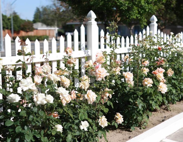 Flowers growing along a white Pickett fence at Bethany