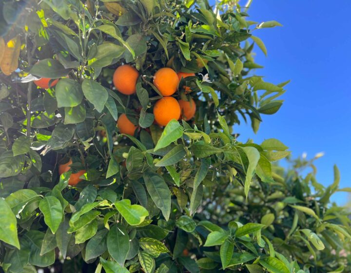 Oranges growing at Bethany